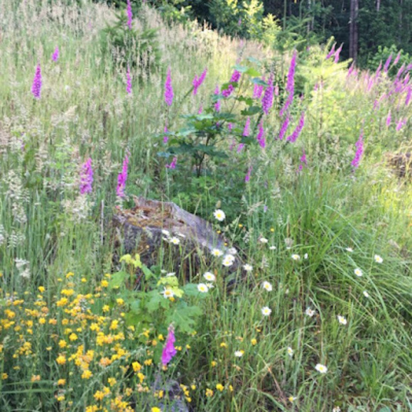 Meet your Posher, Elizabeth - Picture 1 of 1